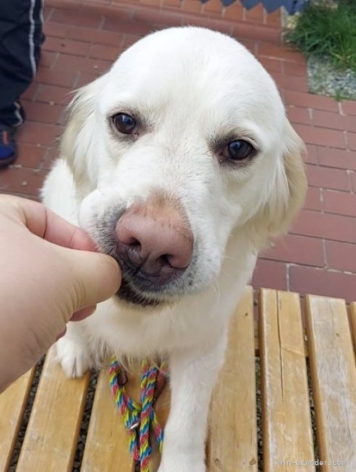ゴールデンレトリバーの子犬（ID:1257511013）の5枚目の写真/更新日:2023-03-14