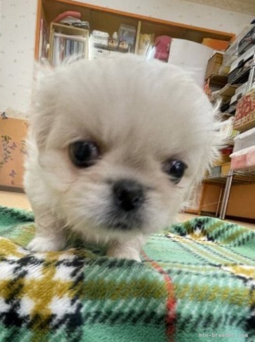 ペキニーズの子犬（ID:1258111077）の4枚目の写真/更新日:2022-11-15