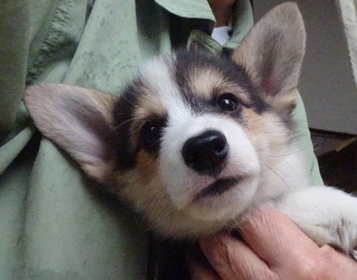 ウェルシュ・コーギー・ペンブロークの子犬（ID:1258211015）の1枚目の写真/更新日:2023-11-11