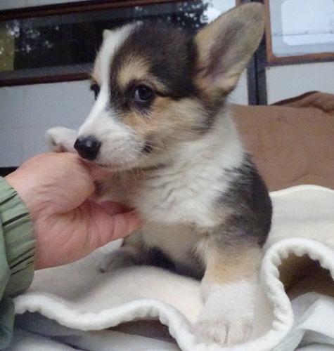 ウェルシュ・コーギー・ペンブロークの子犬（ID:1258211015）の2枚目の写真/更新日:2023-11-11