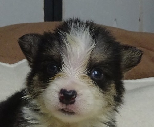 ウェルシュ・コーギー・ペンブロークの子犬（ID:1258211016）の1枚目の写真/更新日:2023-10-10
