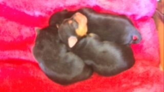 ヨークシャーテリアの子犬(ID:1258511002)の1枚目の写真/更新日:2015-08-05