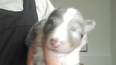 シェットランドシープドッグの子犬(ID:1258511015)の1枚目の写真/更新日:2015-08-19