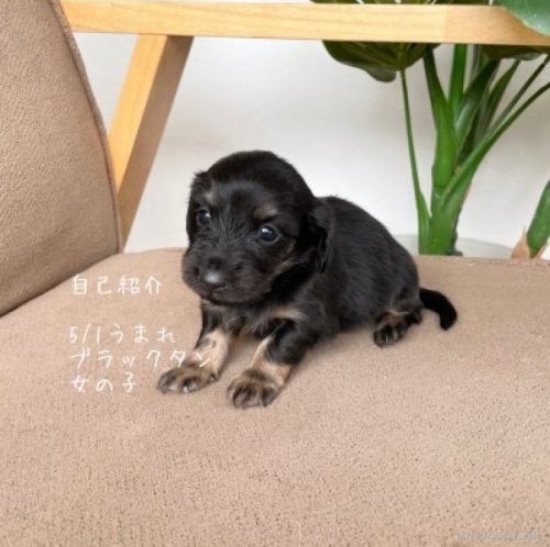 ミニチュアダックスフンド（ロング）の子犬（ID:1259311010）の1枚目の写真/更新日:2022-09-24