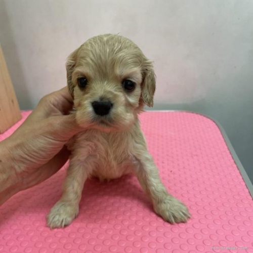 アメリカンコッカースパニエルの子犬（ID:1259811003）の1枚目の写真/更新日:2022-11-18