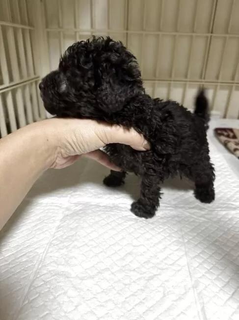 �g�C�v�[�h���̎q���iID:1259811062�j��3���ڂ̎ʐ^/�X�V��:2026-01-15