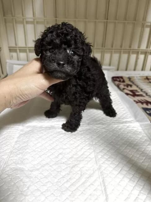 �g�C�v�[�h���̎q���iID:1259811062�j��4���ڂ̎ʐ^/�X�V��:2026-01-15