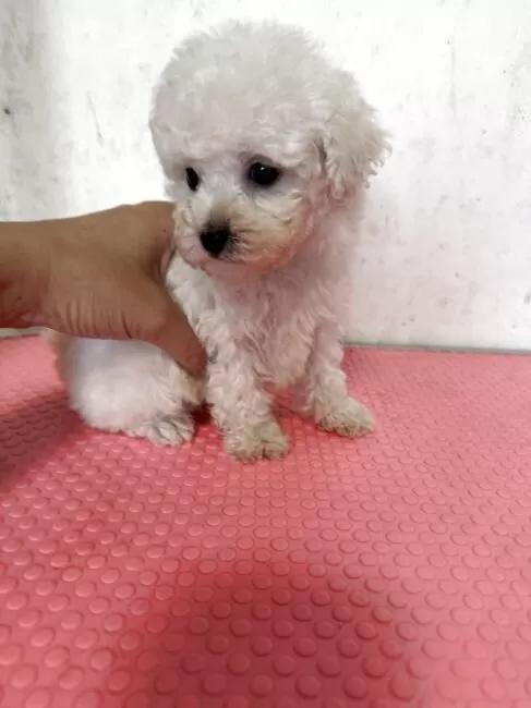 �g�C�v�[�h���̎q���iID:1259811083�j��4���ڂ̎ʐ^/�X�V��:2026-01-15