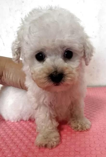 �g�C�v�[�h���̎q���iID:1259811083�j��5���ڂ̎ʐ^/�X�V��:2026-01-15