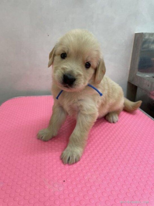ゴールデンレトリバーの子犬（ID:1259811091）の1枚目の写真/更新日:2022-06-03