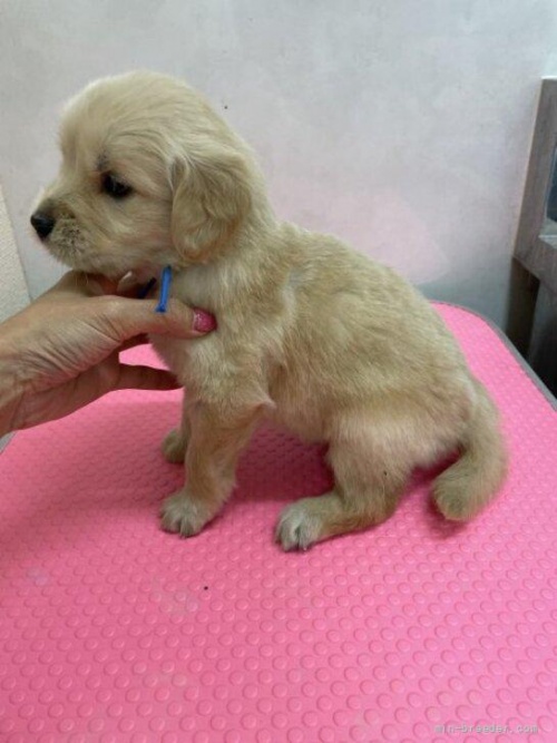 ゴールデンレトリバーの子犬（ID:1259811091）の2枚目の写真/更新日:2022-06-03