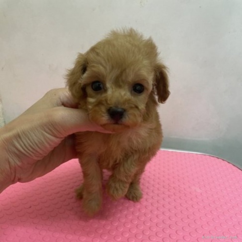 トイプードルの子犬（ID:1259811108）の1枚目の写真/更新日:2022-04-09