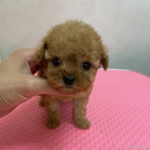 トイプードルの子犬（ID:1259811109）の1枚目の写真/更新日:2022-08-09