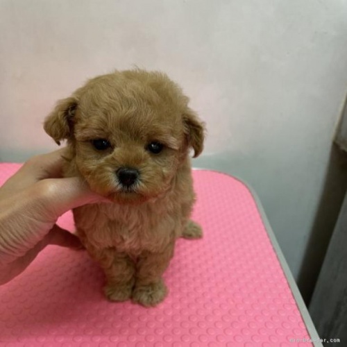 トイプードルの子犬（ID:1259811141）の1枚目の写真/更新日:2022-08-09