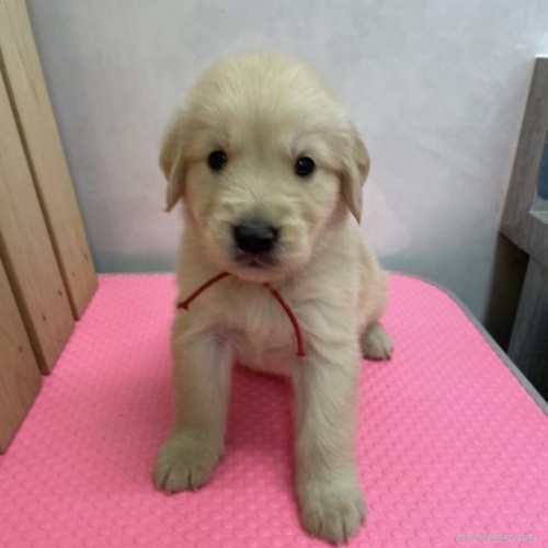 ゴールデンレトリバーの子犬（ID:1259811158）の1枚目の写真/更新日:2022-06-03