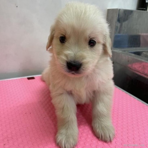 ゴールデンレトリバーの子犬（ID:1259811159）の1枚目の写真/更新日:2022-06-03