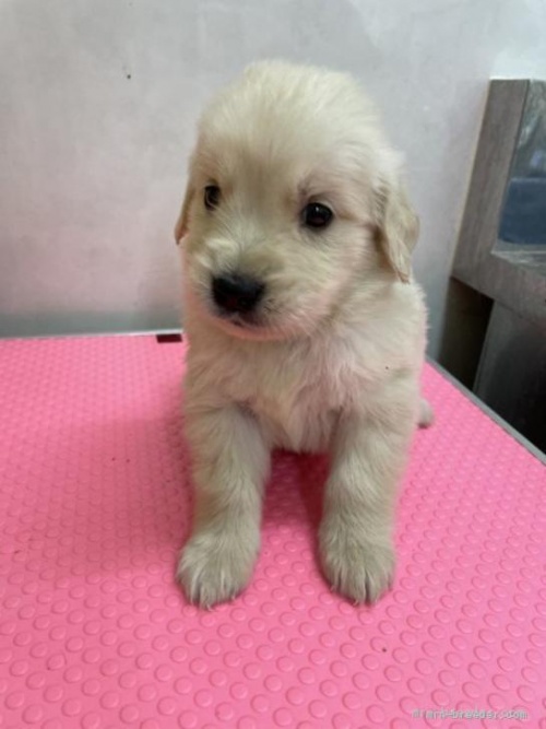 ゴールデンレトリバーの子犬（ID:1259811159）の2枚目の写真/更新日:2022-06-03