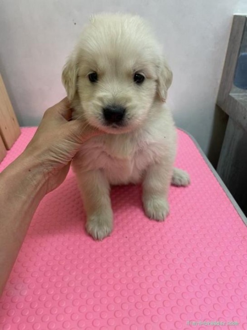 ゴールデンレトリバーの子犬（ID:1259811159）の3枚目の写真/更新日:2022-06-03