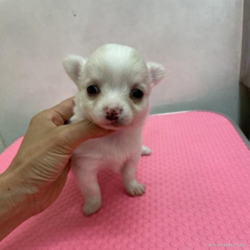 チワワ（ロング）の子犬（ID:1259811160）の3枚目の写真/更新日:2022-07-13
