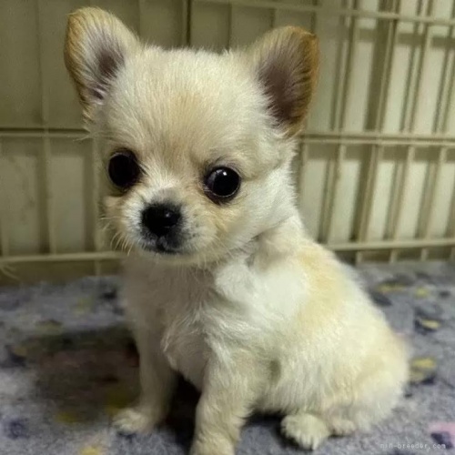 ���{�̃`�����̎ʐ^