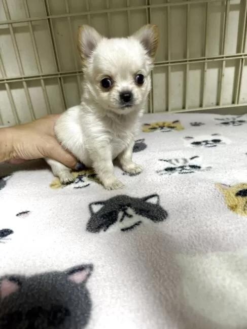 �`�����i�����O�j�̎q���iID:1259811175�j��2���ڂ̎ʐ^/�X�V��:2026-01-15