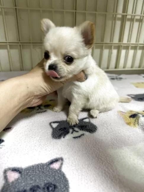 �`�����i�����O�j�̎q���iID:1259811175�j��3���ڂ̎ʐ^/�X�V��:2026-01-15