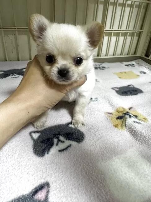 �`�����i�����O�j�̎q���iID:1259811175�j��4���ڂ̎ʐ^/�X�V��:2026-01-15