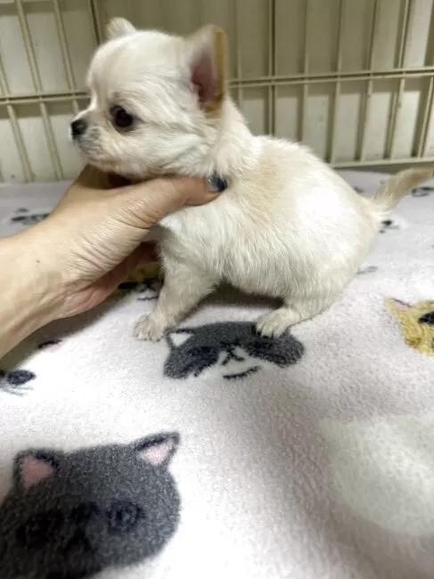 �`�����i�����O�j�̎q���iID:1259811175�j��5���ڂ̎ʐ^/�X�V��:2026-01-15