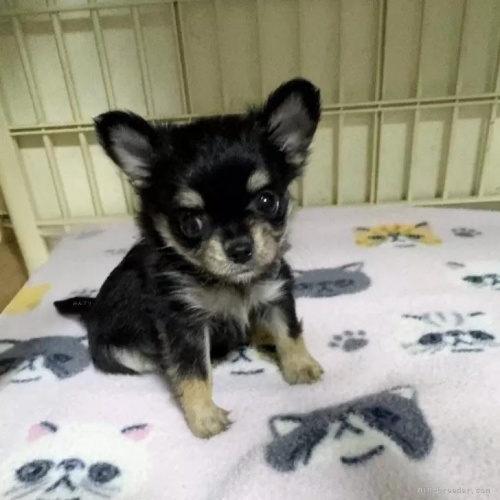 �`�����i�����O�j�̎q���iID:1259811176�j��1���ڂ̎ʐ^/�X�V��:2026-01-15