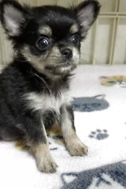 �`�����i�����O�j�̎q���iID:1259811176�j��2���ڂ̎ʐ^/�X�V��:2026-01-15