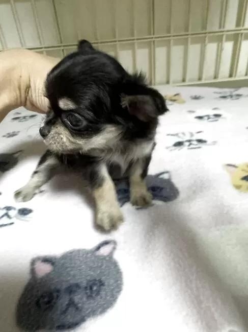 �`�����i�����O�j�̎q���iID:1259811176�j��3���ڂ̎ʐ^/�X�V��:2026-01-15