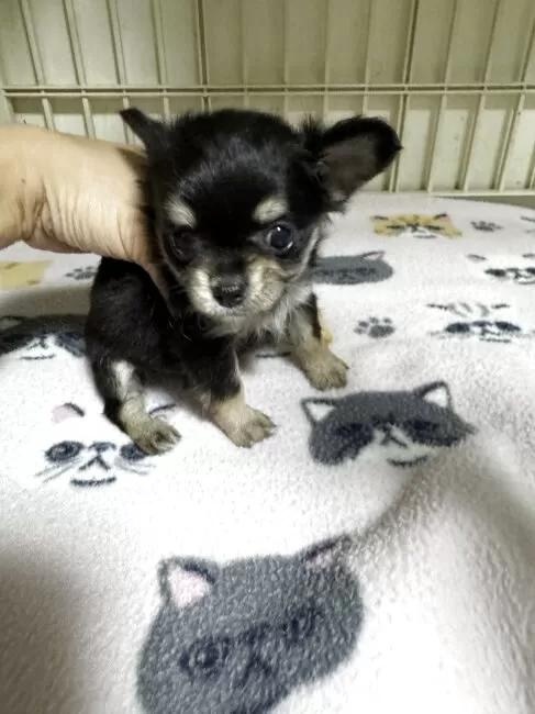 �`�����i�����O�j�̎q���iID:1259811176�j��4���ڂ̎ʐ^/�X�V��:2026-01-15