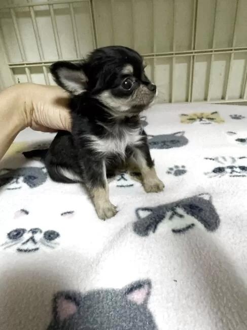 �`�����i�����O�j�̎q���iID:1259811176�j��5���ڂ̎ʐ^/�X�V��:2026-01-15