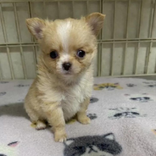 �`�����i�����O�j�̎q���iID:1259811177�j��1���ڂ̎ʐ^/�X�V��:2026-01-15