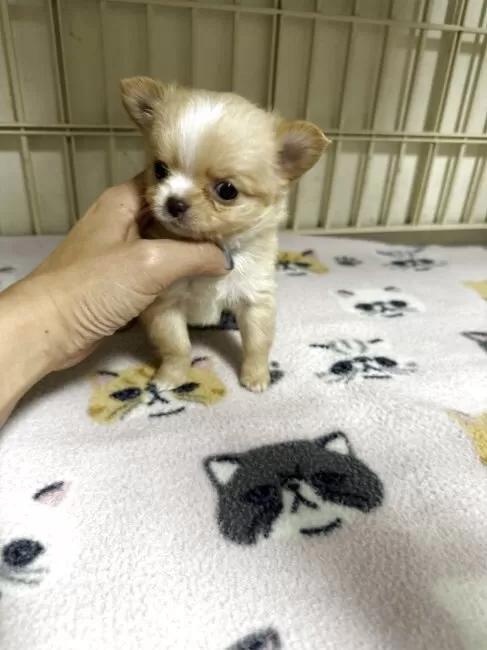 �`�����i�����O�j�̎q���iID:1259811177�j��3���ڂ̎ʐ^/�X�V��:2026-01-15