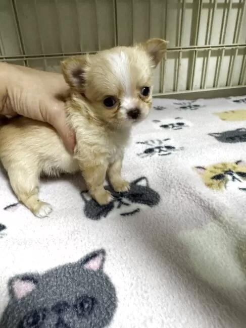 �`�����i�����O�j�̎q���iID:1259811177�j��4���ڂ̎ʐ^/�X�V��:2026-01-15