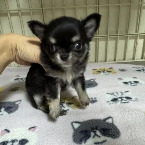 �`�����i�����O�j�̎q���iID:1259811178�j��1���ڂ̎ʐ^/�X�V��:2026-01-15