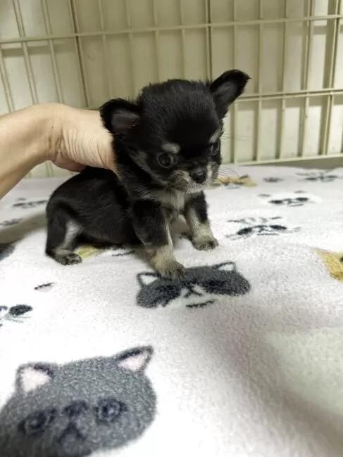 �`�����i�����O�j�̎q���iID:1259811178�j��2���ڂ̎ʐ^/�X�V��:2026-01-15