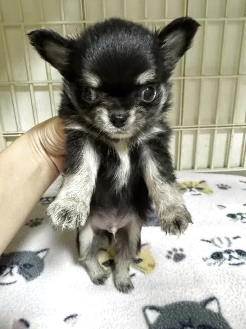 �`�����i�����O�j�̎q���iID:1259811178�j��3���ڂ̎ʐ^/�X�V��:2026-01-15