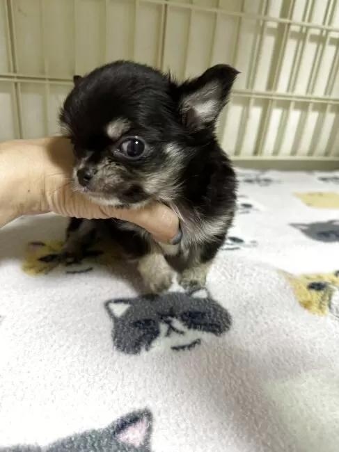 �`�����i�����O�j�̎q���iID:1259811178�j��4���ڂ̎ʐ^/�X�V��:2026-01-15