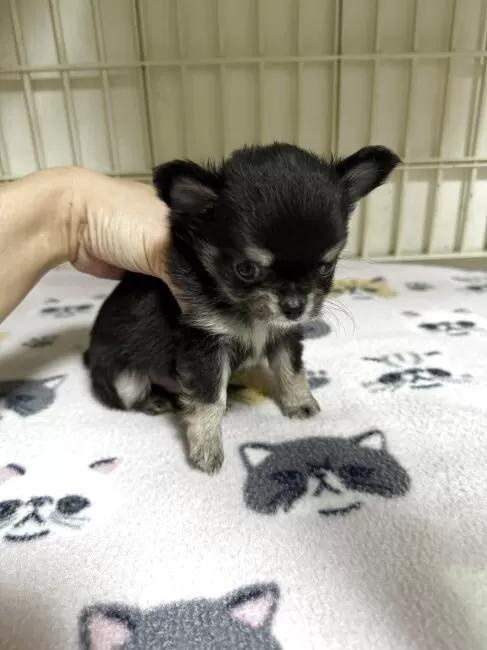 �`�����i�����O�j�̎q���iID:1259811178�j��5���ڂ̎ʐ^/�X�V��:2026-01-15