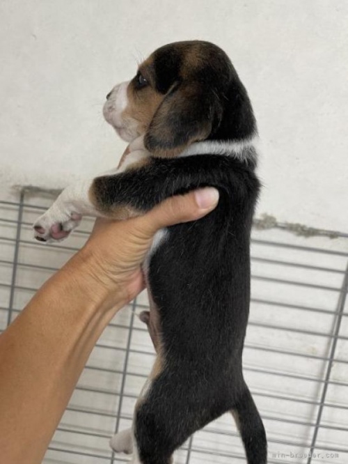ビーグルの子犬（ID:1261611008）の2枚目の写真/更新日:2022-10-30