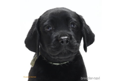 ラブラドールレトリバーの子犬（ID:1261611013）の4枚目の写真/更新日:2023-12-23