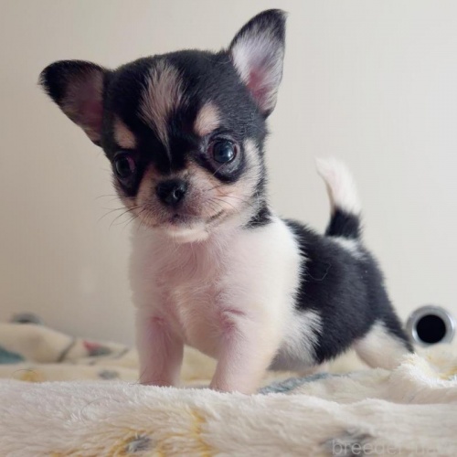 �`�����i�X���[�X�j�̎q���iID:1261811071�j��1���ڂ̎ʐ^/�X�V��:2026-01-13