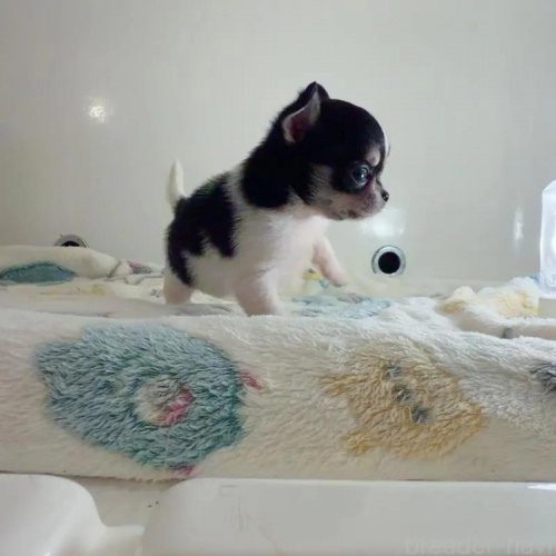 �`�����i�X���[�X�j�̎q���iID:1261811071�j��2���ڂ̎ʐ^/�X�V��:2026-01-13