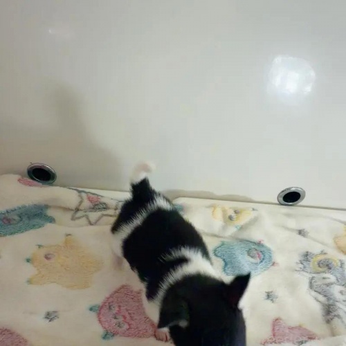 �`�����i�X���[�X�j�̎q���iID:1261811071�j��3���ڂ̎ʐ^/�X�V��:2026-01-13