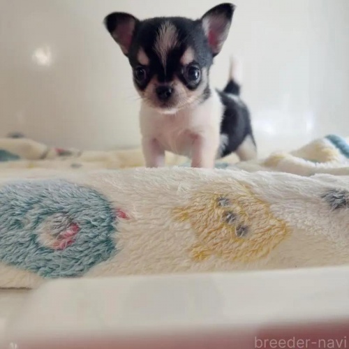 �`�����i�X���[�X�j�̎q���iID:1261811071�j��4���ڂ̎ʐ^/�X�V��:2026-01-13