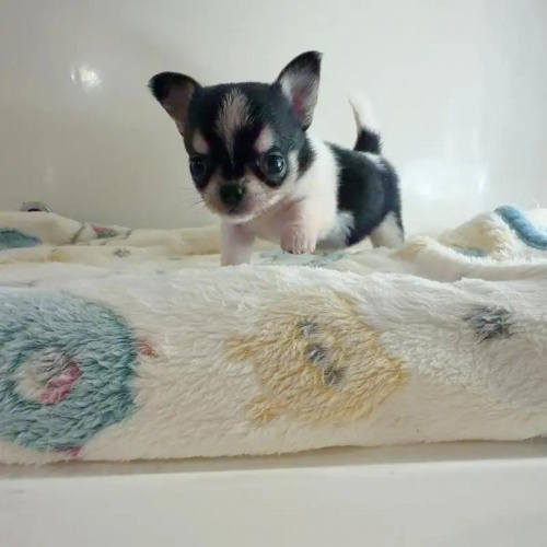 �`�����i�X���[�X�j�̎q���iID:1261811071�j��5���ڂ̎ʐ^/�X�V��:2026-01-13