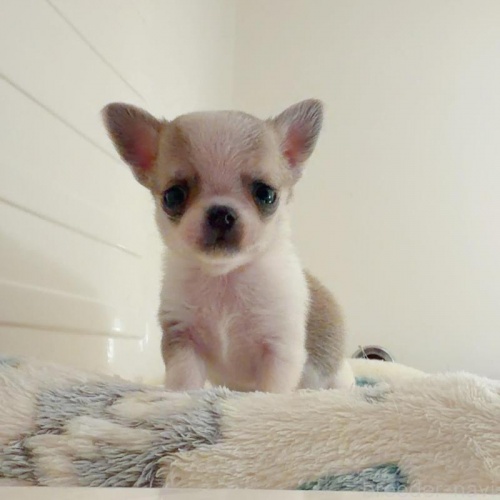 �`�����i�X���[�X�j�̎q���iID:1261811072�j��1���ڂ̎ʐ^/�X�V��:2026-01-13