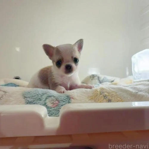 �`�����i�X���[�X�j�̎q���iID:1261811072�j��2���ڂ̎ʐ^/�X�V��:2026-01-13